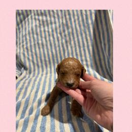 Coral - Red female Irish Doodle puppy in Harrisburg, Arkansas from Ransone’s Ridge Runners Poodles and Doodles