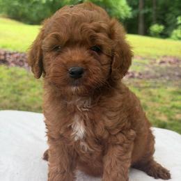 Boy 2 - Red  male Goldendoodle puppy in Haleyville, Alabama from Susan’s Prefurred Doodles