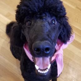 Poodles from Julie Halsnoy's Standard Poodles