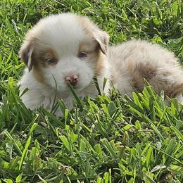 M3 - Red merle male Australian Shepherd puppy in Arbela, Missouri from County Line Aussies