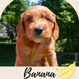 Banana - Apricot female Goldendoodle puppy in Batavia, Ohio from Cozy Cove Goldendoodles