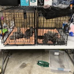 French Bulldog Puppies from Psycho Frenchies
