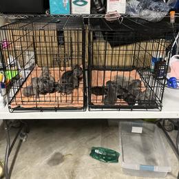 French Bulldog Puppies from Psycho Frenchies