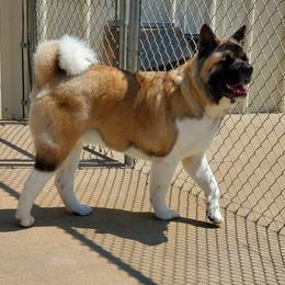 Rudy - Fawn male Akita puppy in Granbury, Texas from Folklore Akitas