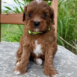 Scooby - Red male Cavapoo puppy in San Antonio, Texas from Cariad Doodles