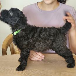Mr Green - Fawn male Pumi puppy in Albuquerque, New Mexico from Marylynn's Pumis