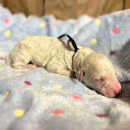 Frisco - Parti male Goldendoodle puppy in Pittsburg, Texas from Grace Springs Goldendoodles