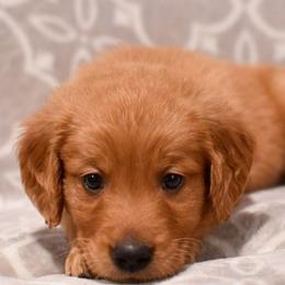 Coconut - Dark golden male Golden Retriever puppy in Strawberry Plains, Tennessee from Origins Goldens