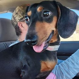 Petty - Dachshund