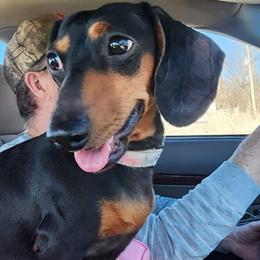 Petty - Dachshund