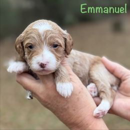 Emmanuel - Red  male Goldendoodle puppy in Newnan, Georgia from Wagging Tailz Pups
