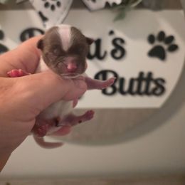 PABLO - Chocolate, tan and white male Yorkshire Terrier puppy in Clermont, Florida from Bella's Prissy Butts
