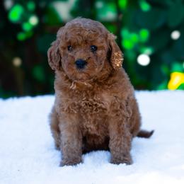 Lulu - Red  female Poodle puppy in Fort Myers, Florida from Blossom Paws
