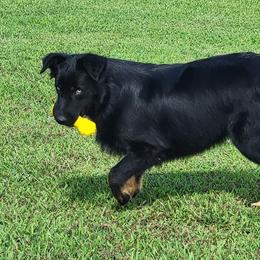 Australian Shepherds from Bluff View Aussies