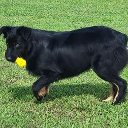 Australian Shepherds from Bluff View Aussies