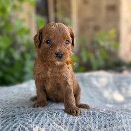 Jackson (yellow) - Red  male Goldendoodle puppy in St. George, Utah from Dashing Doodle Pups