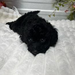 Zuma - Black male Poodle puppy in Elgin, South Carolina from Silver Bells Paw Prints