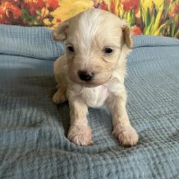 Levi 4 pound toy - Apricot male Maltipoo puppy in Lawrenceburg, Tennessee from LUV Poodles and Maltipoos