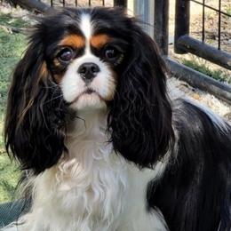 Jade - Cavalier King Charles Spaniel