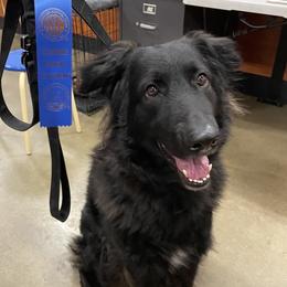 Suki - Shiloh Shepherd