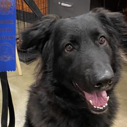 Suki - Shiloh Shepherd