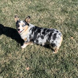 River - American Corgi