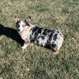 River - American Corgi