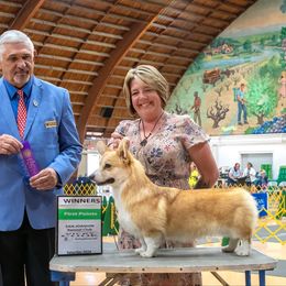 Coco - Red female Pembroke Welsh Corgi puppy in Roseville, California from California Dreaming