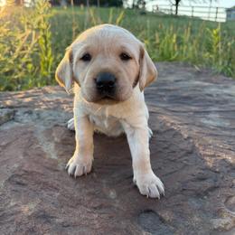Gadget - Yellow female Labrador Retriever puppy in Sugarcreek, Ohio from 1611 Sport Dogs