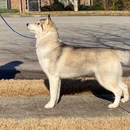 Siberian Husky All Grown Up from Pride Rock Siberians
