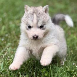 Athena - Gray and white female Siberian Husky puppy in Amery, Wisconsin from Sovereign Siberians