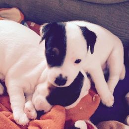 Jack Russell Terrier Puppies from Diggin West Jack Russells