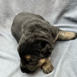 Girl 1 - Black and tan female German Shepherd puppy in Sharon Grove, Kentucky from Julie’s Shepherds