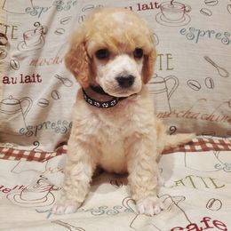 Latte - Cream male Poodle puppy in Lubbock, Texas from Hidden Gems