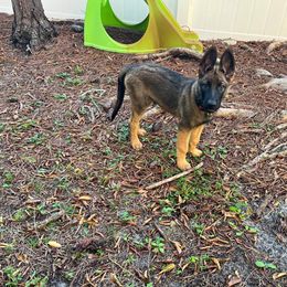Green - Fawn sable Belgian Malinois puppy in Greenacres, Florida from Belgian Herder kennel