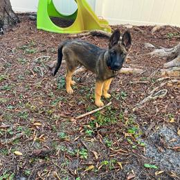 Green - Fawn sable Belgian Malinois puppy in Greenacres, Florida from Belgian Herder kennel