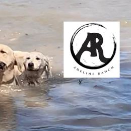 Labrador Retrievers from Adeline Ranch Labradors