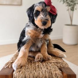 Dior - Blue merle female Aussiedoodle puppy in Queen Creek, Arizona from Sunny Doodles