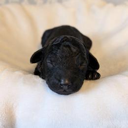 John Snow - Black male Goldendoodle puppy in Rockledge, Florida from Bellady's Shihpoos