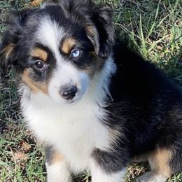 Miniature Australian Shepherd Puppies from Diamond R Aussies