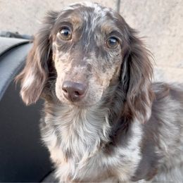 Charm - Dachshund
