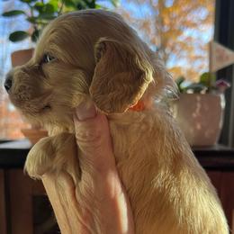 Boy 3 - Cream male Dachshund puppy in Gouverneur, New York from Dack Dachshunds