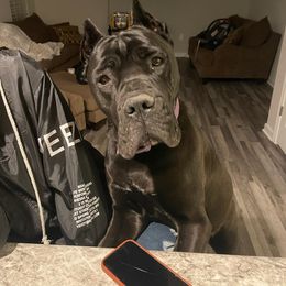 Cane Corso Puppies from Fortune Star Ultimate K9s