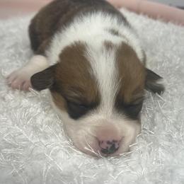 Laredo - Red male Pembroke Welsh Corgi puppy in Hillsville, Virginia from Bonderosa Kennels