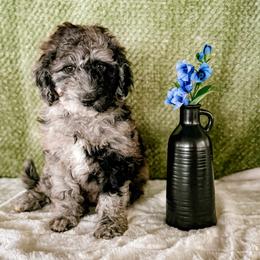 Tortie - Merle female Labradoodle puppy in Elizabeth City, North Carolina from Howdy Doodles