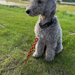 Bedlington Terrier Puppies from Kadence Kennels
