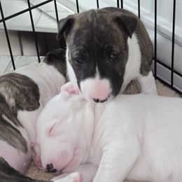 Bull Terrier puppies from KBs. Bull Terriers