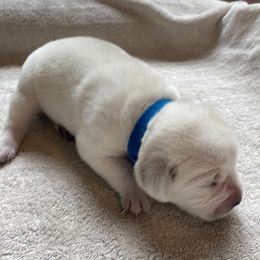 Blue - Yellow male Labrador Retriever puppy in Houston, Texas from Alpha English Labs