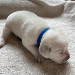 Blue - Yellow male Labrador Retriever puppy in Houston, Texas from Alpha English Labs