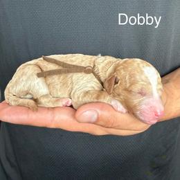 Boy 5 - Red  male Goldendoodle puppy in Conroe, Texas from Tails of Cypress
